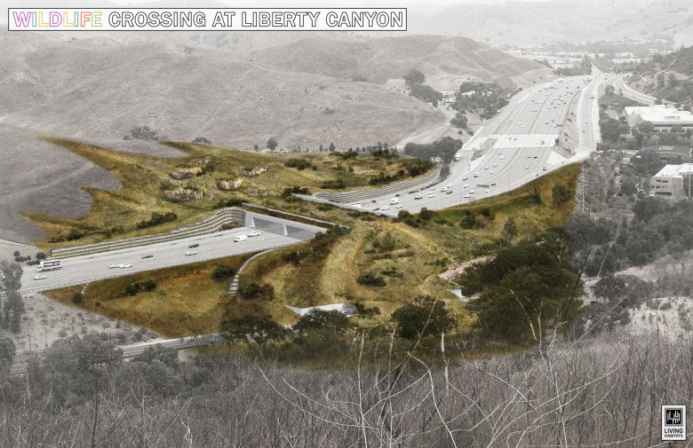 A rendering of the Liberty Canyon Wildlife Crossing, which would help restore connectivity in the Santa Monica Mountain Range, buffering mountain lions from extinction. Photo courtesy of National Wildlife Federation/Living Habitats