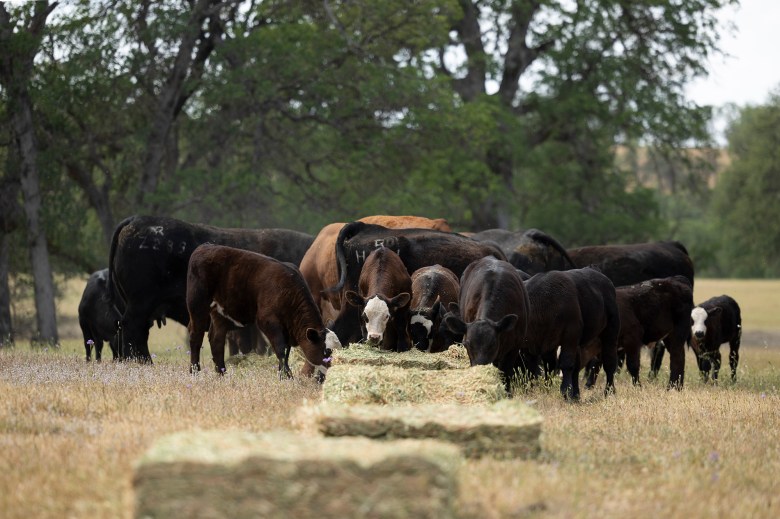 Cattle feed on hay at a ranch in Red Bluff on April 25, 2022. Photo by MIguel Gutierrez Jr., CalMatters